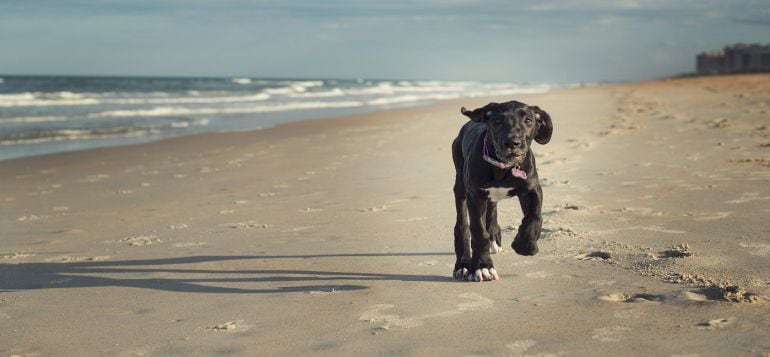 Perro en una playa cántabra.