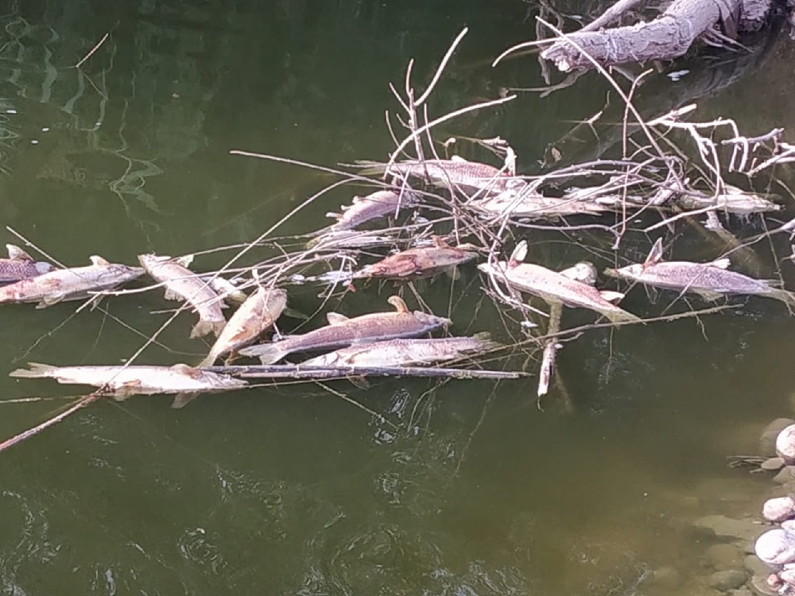 Multitud de peces han aparecido muertos en el Río Guadalquibir, a su paso por la presa de Valtodano