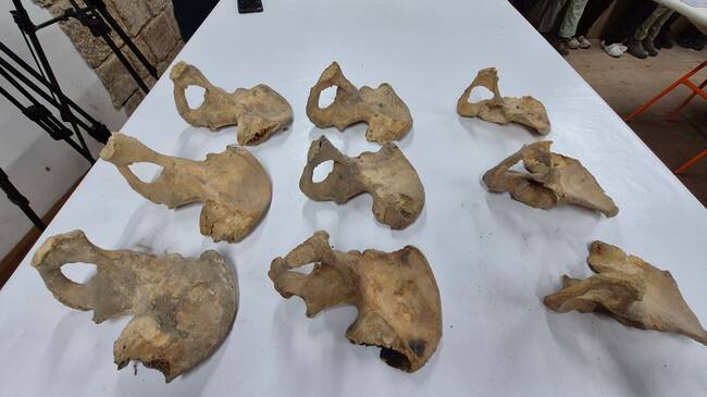 Parte de los restos objeto del estudio de Oxford