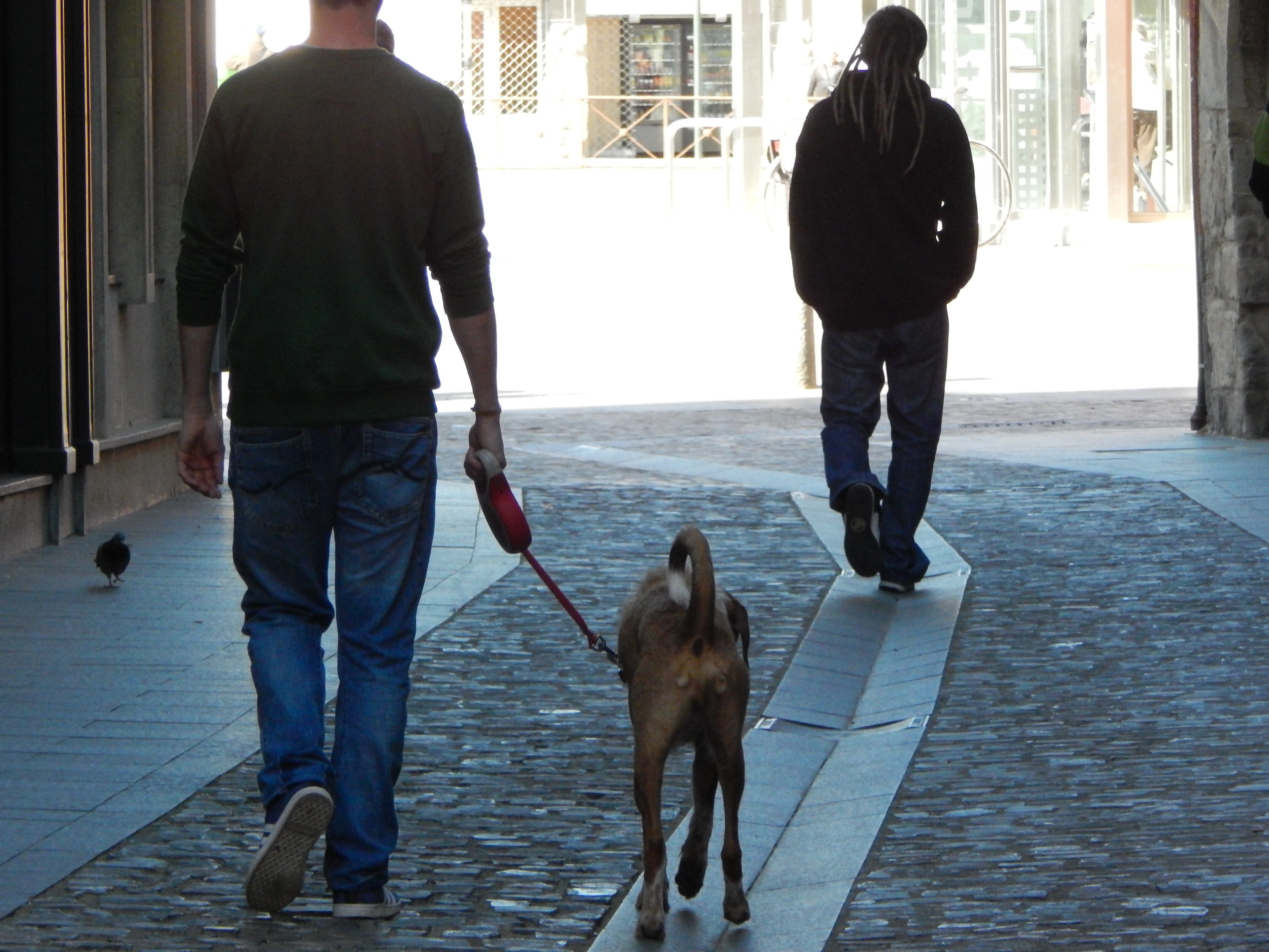 Perro paseando en Jaca