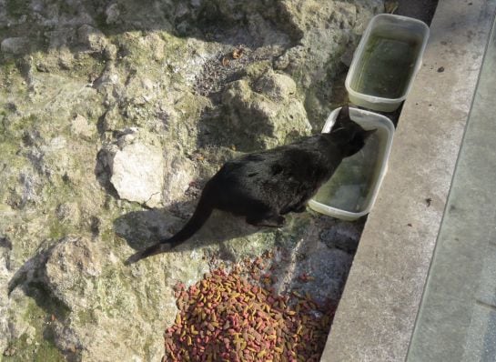 Vecinos y amigos de los animales les proporcionan comida y agua fresca