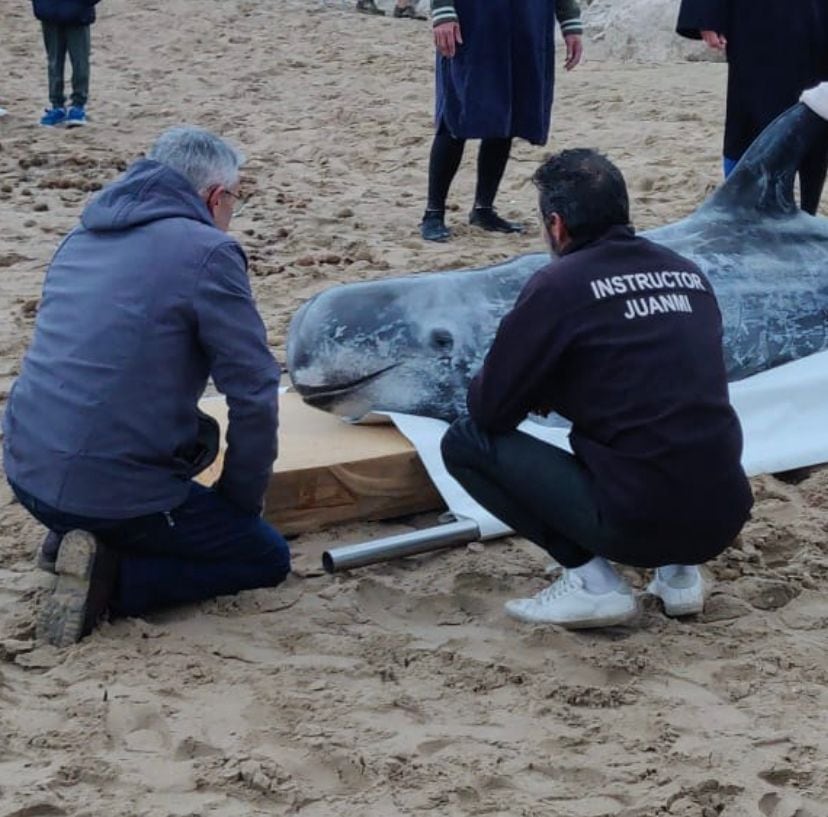 Delfín rescatado en la playa de Oliva