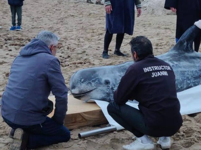 Delfín rescatado en la playa de Oliva