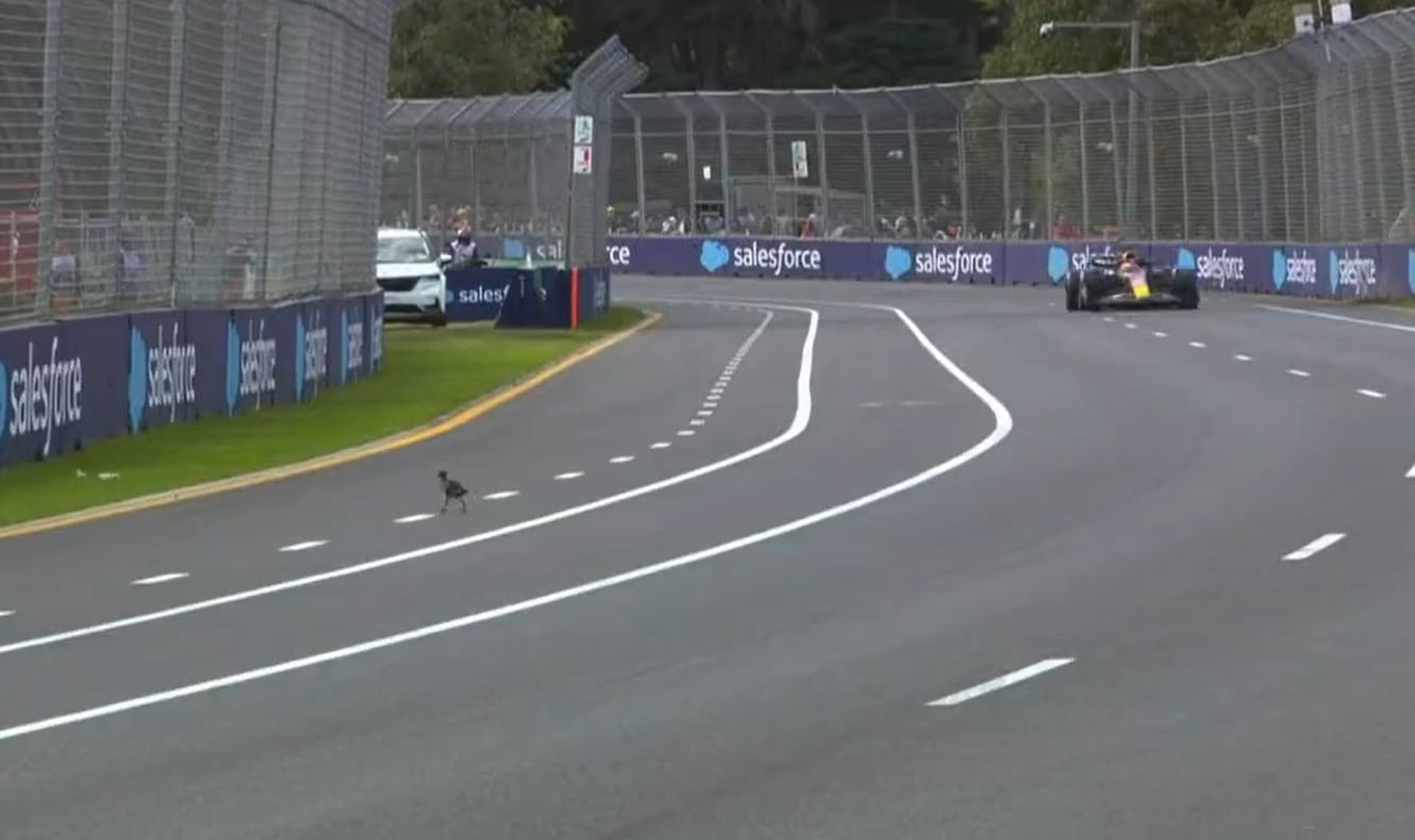 Verstappen, obligado a esquivar un pájaro en Australia