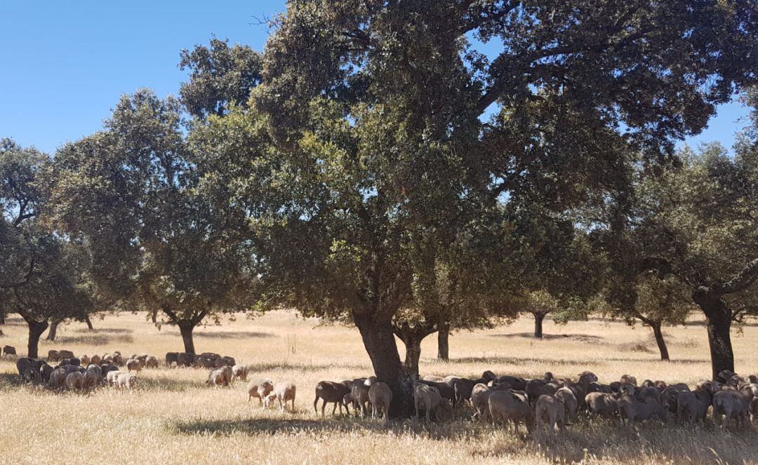 El duro verano en la dehesa de Los Pedroches 