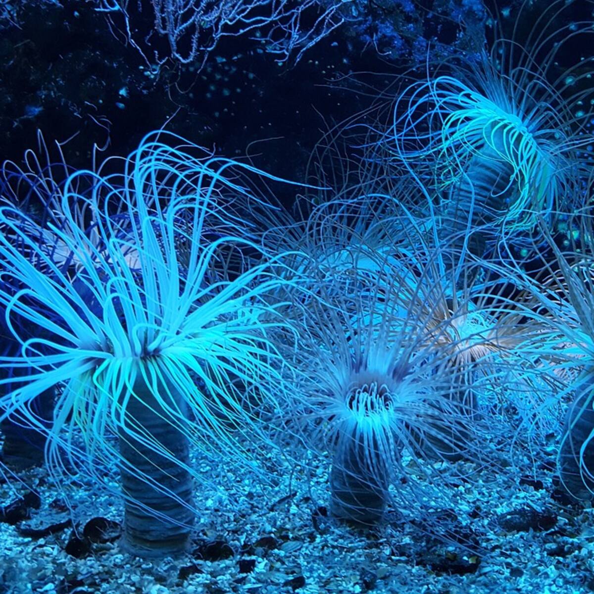 Ciutadella tornarà a acollir l'Ocean Film Festival