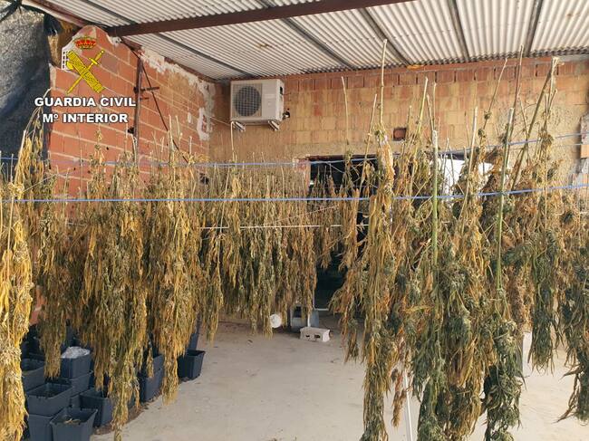 La Guardia Civil desmantela en una finca de Águilas un cultivo ilícito de marihuana