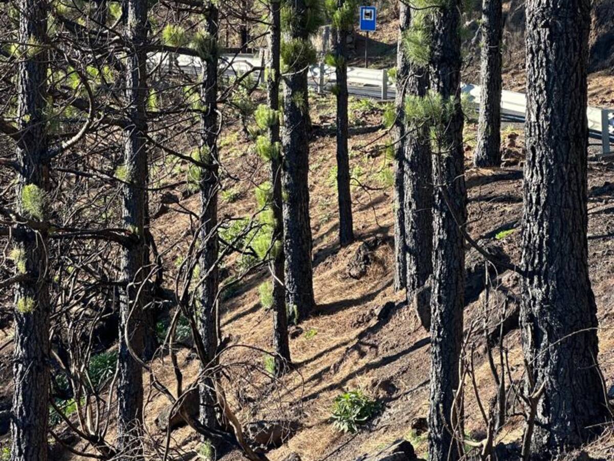 "La única manera de que no haya incendios es modificar el bosque para que sea un campo de golf con pinos"