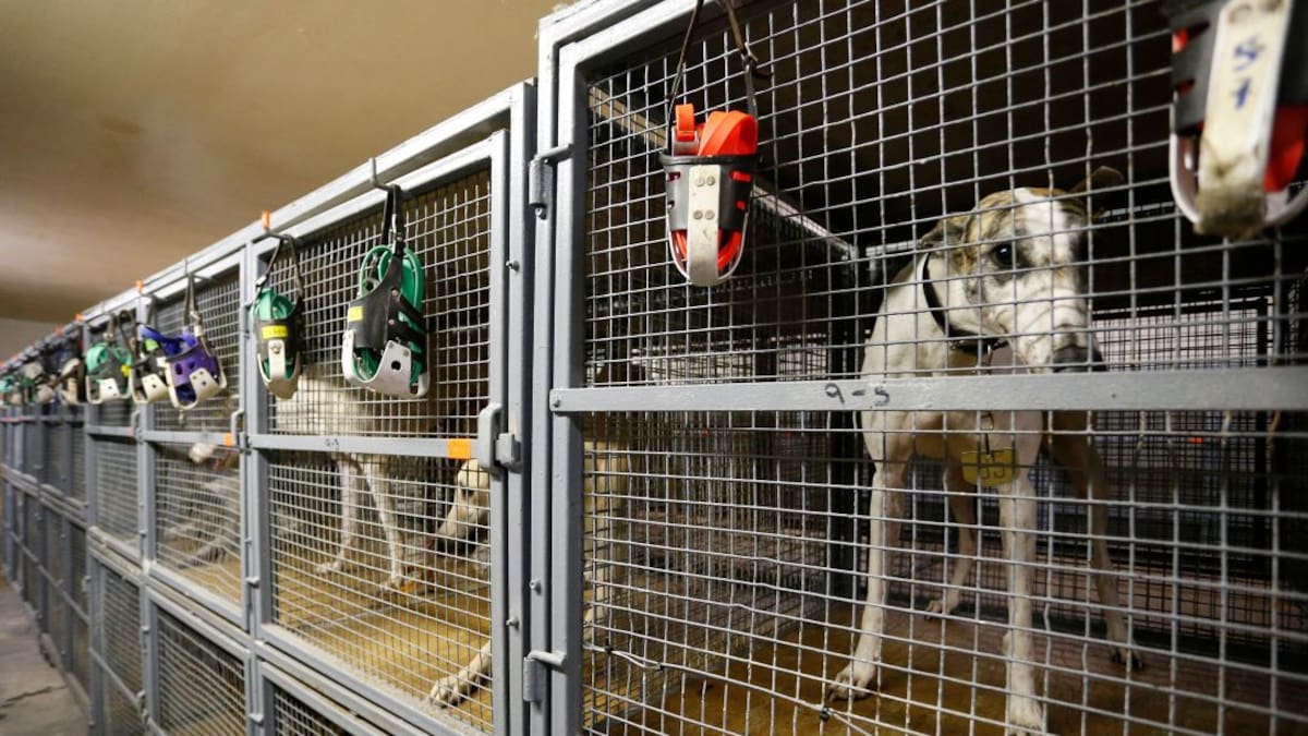 Graves problemas de espacio en los centros de zoonosis por la ley que obliga al sacrificio cero