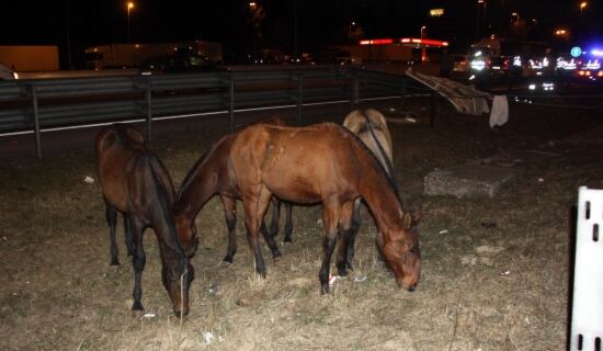 Els cavalls que han quedat lliures a l'autopista AP-7 arran l'accident de dos camions