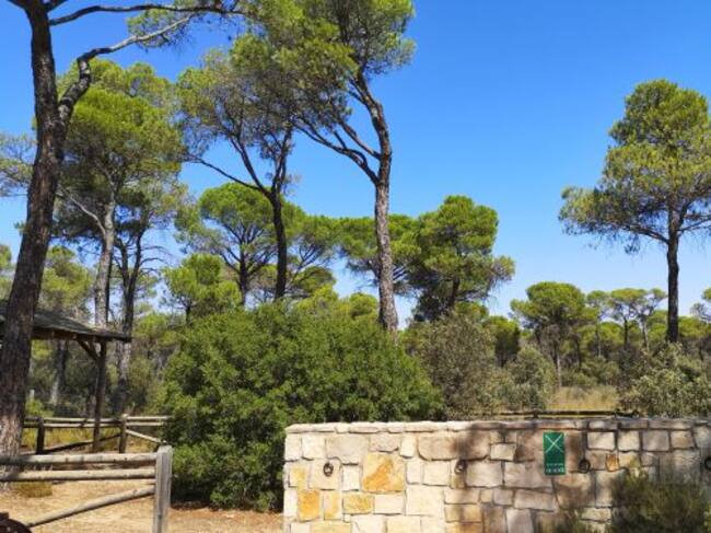 El pinar cuenta con un área recreativa.