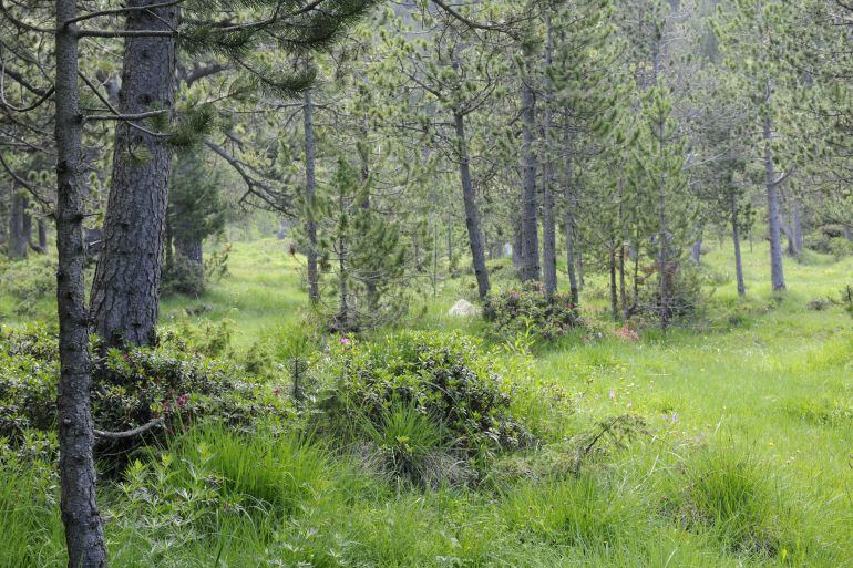 Mollera dels Cortals d'Encamp