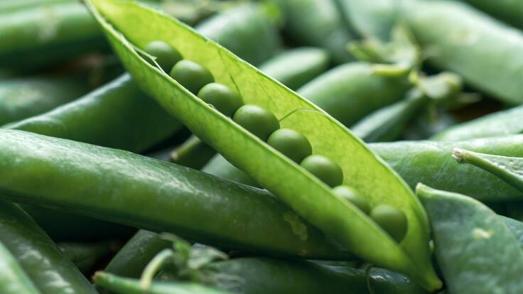 La Llavor 13/04/2024