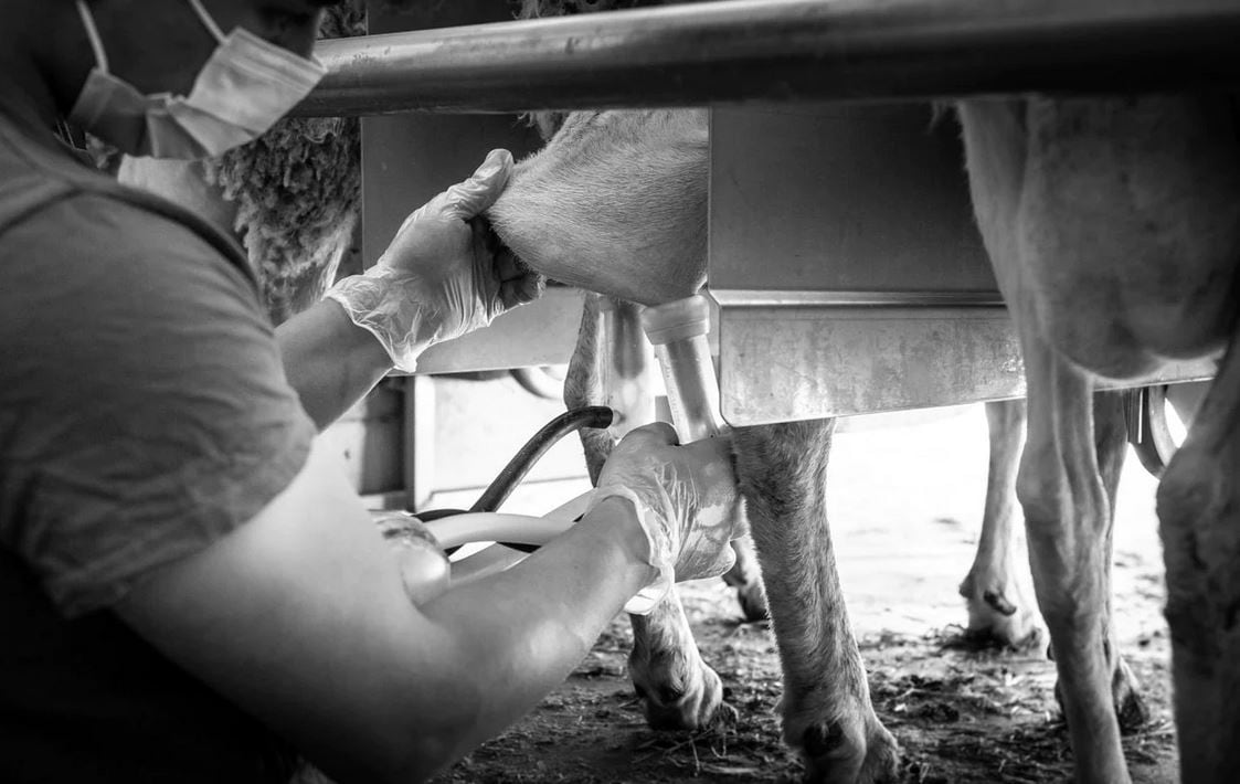 La empresa agroalimentaria de Antonio González elabora quesos que se comercializan con la marca Villadharo.