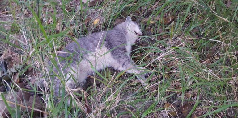 Uno de los gatos envenenados