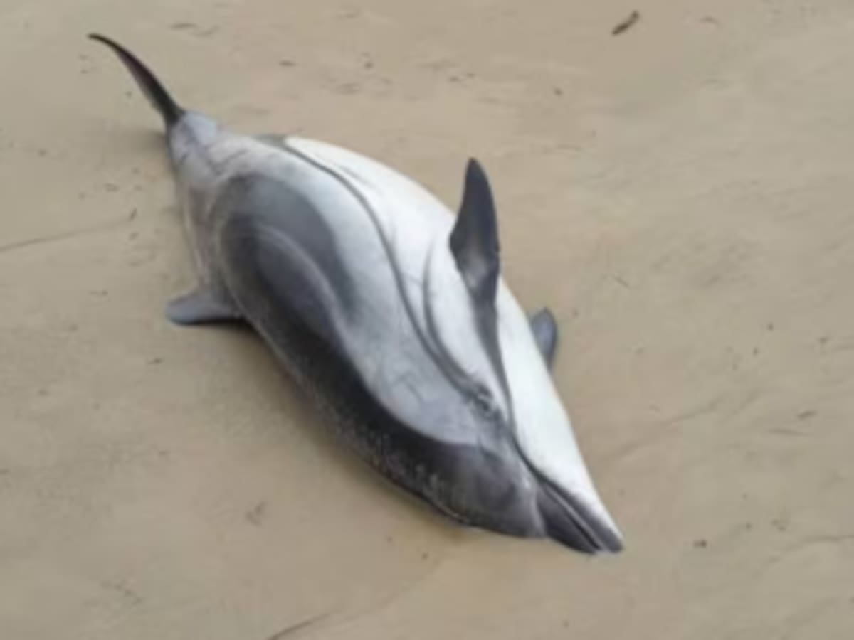 Qué hacer si aparece un delfín varado en una playa de Cantabria: llamar al 112 y nunca devolverlo al mar
