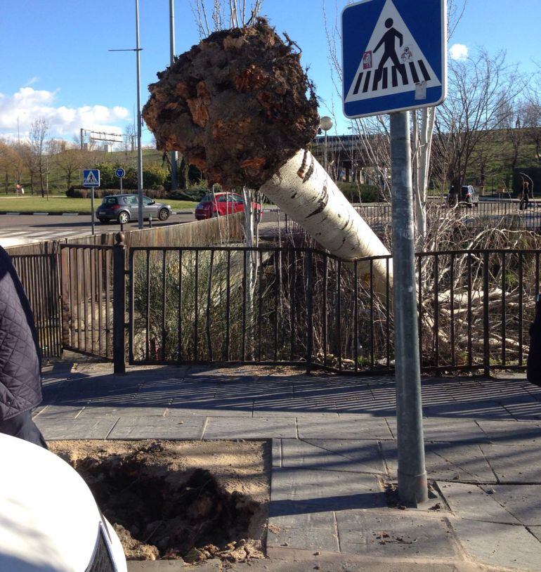 Un árbol arrancado de cuajo por las fuertes rachas de viento registradas en la zona de La Vega en Alcobendas