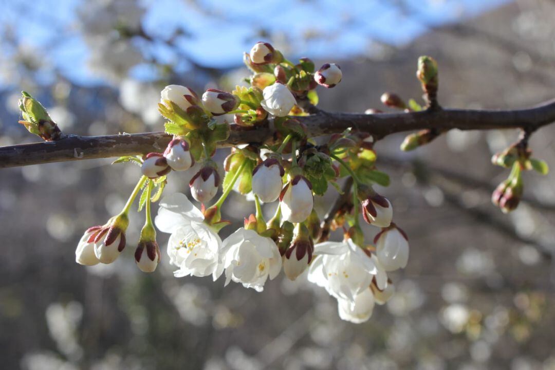 Flor del cerezo