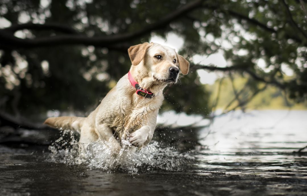 Los perros evolucionan de forma completamente distinta a la de los humanos.