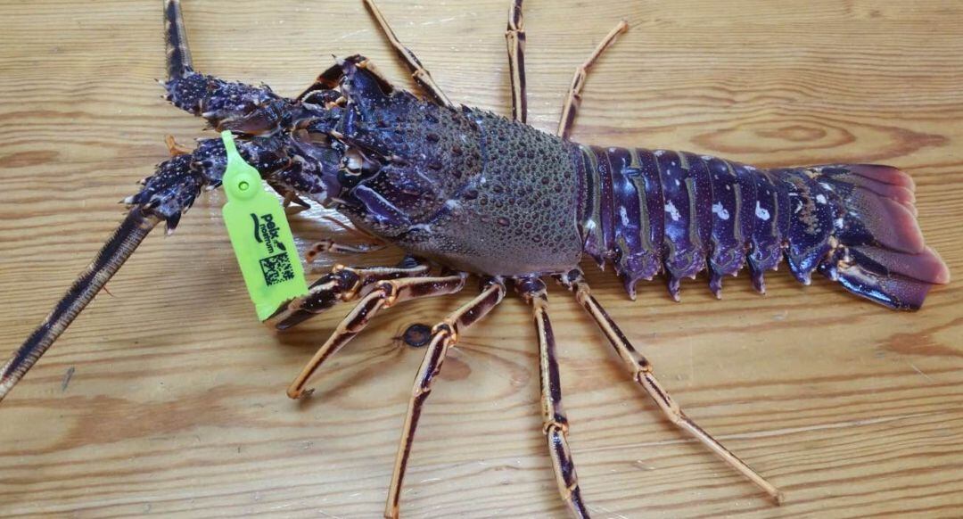 Una langosta con el distintivo de 'Peix Nostrum'