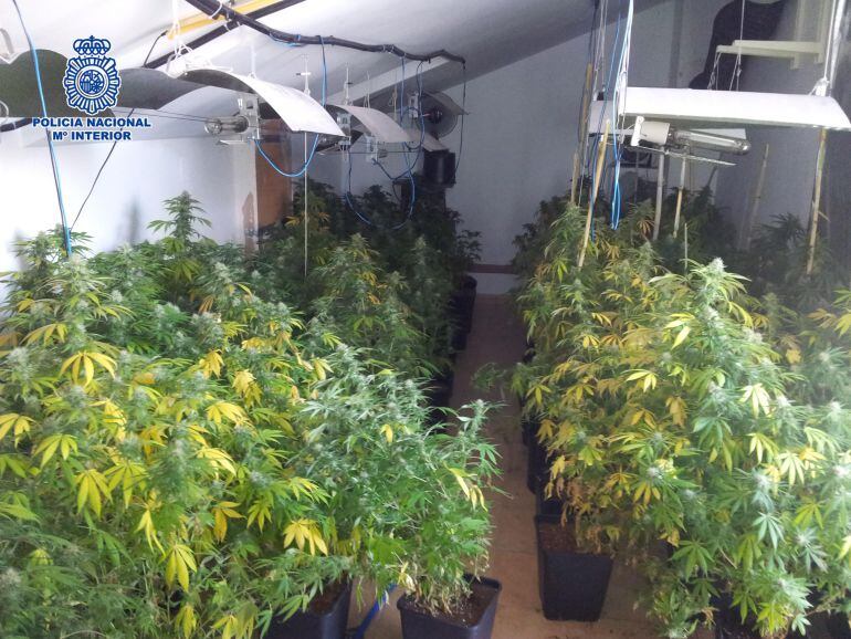Plantaciones de marihuana incautadas durante el registro de la policía
