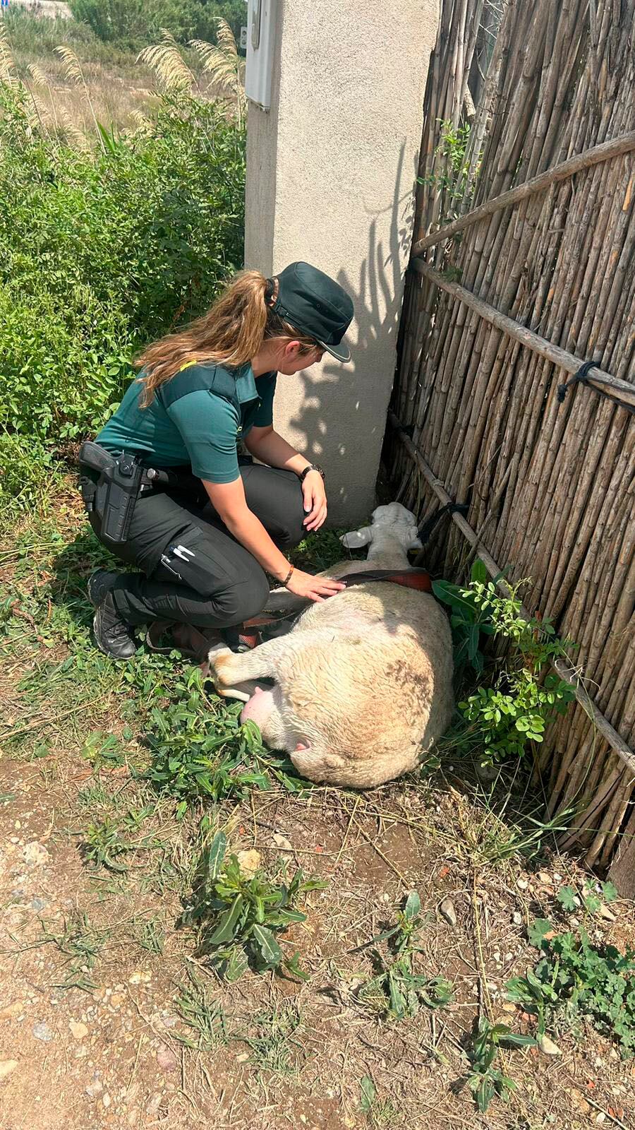 La Guardia Civil en el rescate de una oveja que había quedado atrapada en una acequia