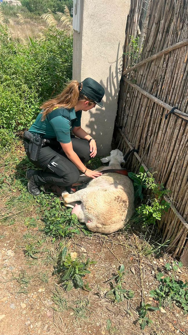 La Guardia Civil en el rescate de una oveja que había quedado atrapada en una acequia