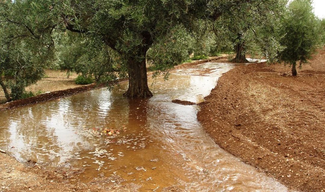 Riego de un olivar.