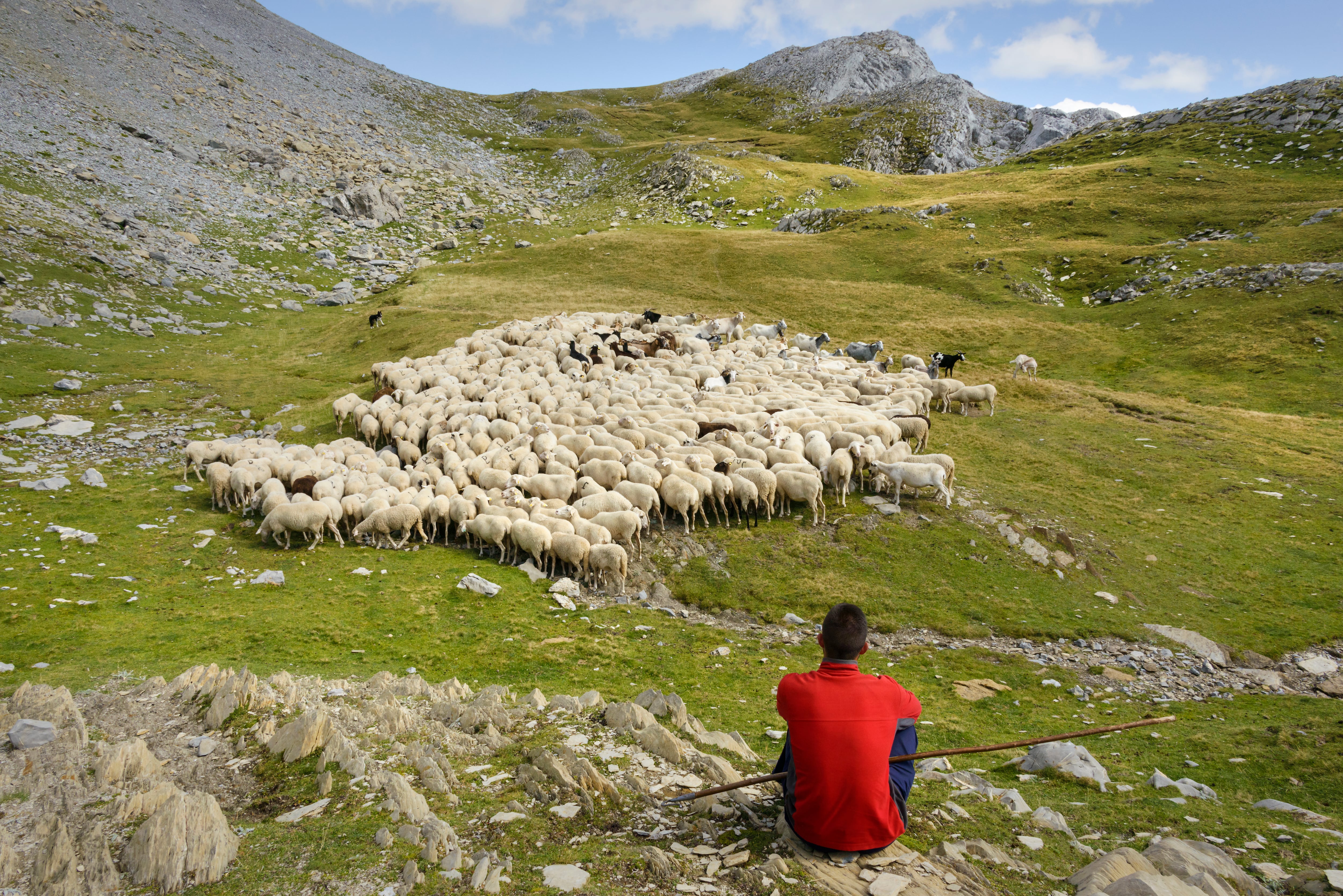 Pastor en Lenito (Valle de Echo)