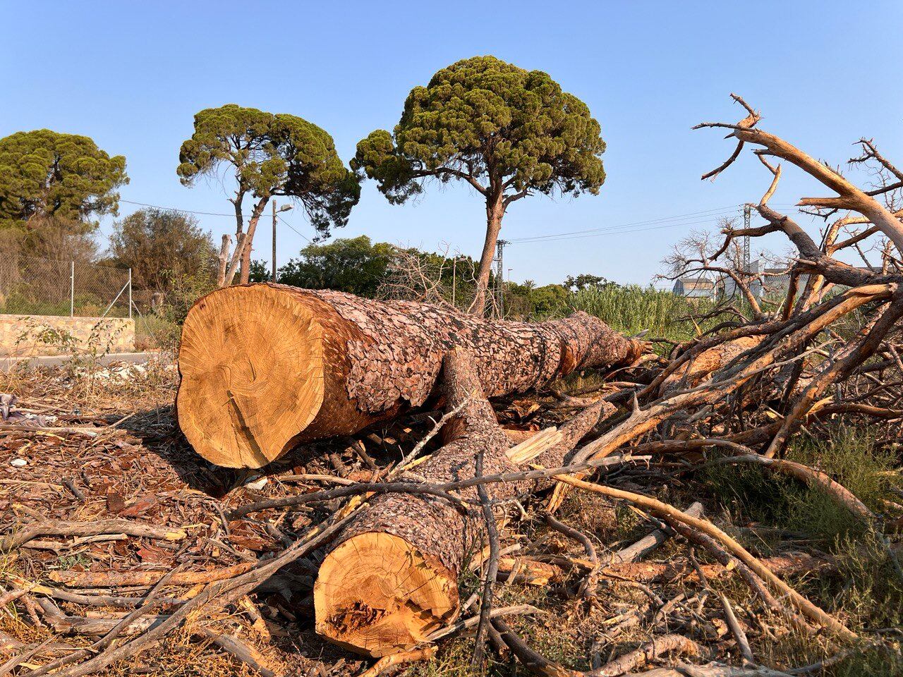 Pinos centenarios de Churra