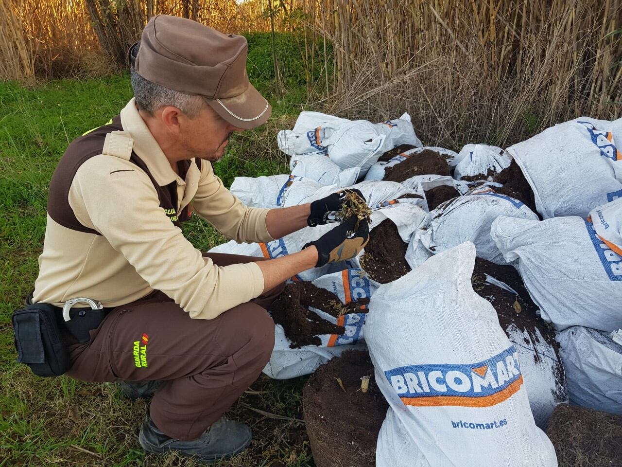 Agente del Servicio de Guardería Rural del Consorcio Gestor del Paisaje Protegido de la Desembocadura del río Mijares junto a los restos de Marihuana vertidos en paraje.