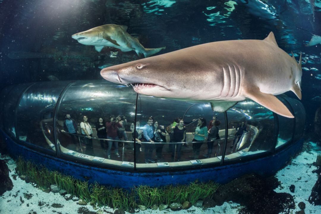 El túnel dels taurons a l'Aquarium de Barcelona