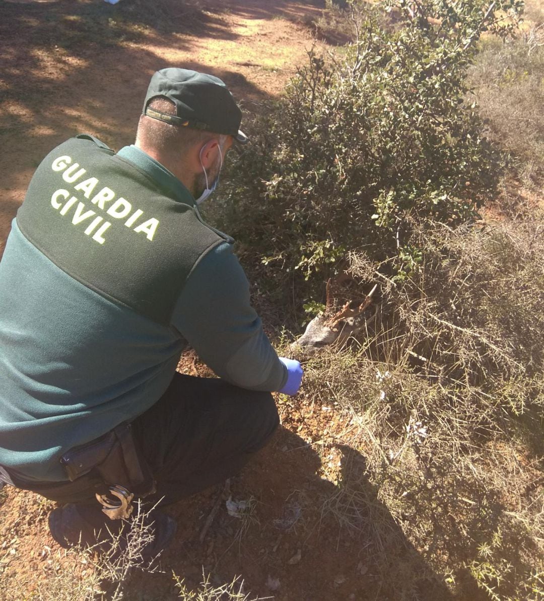 Delito de caza en Barcones