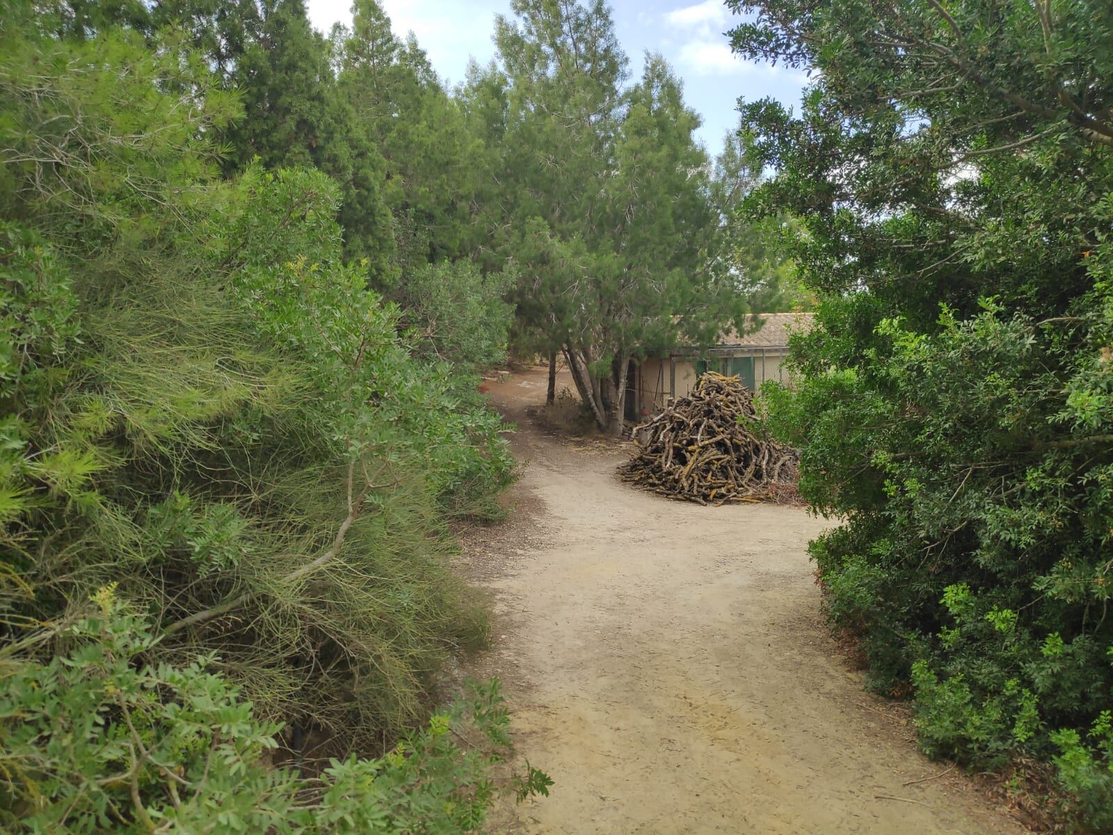 bosque primigenio con semillas autóctonas y de muchos lugares del mundo, ubicado en la zona de Canteras de Cartagena.