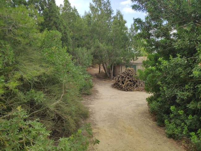 bosque primigenio con semillas autóctonas y de muchos lugares del mundo, ubicado en la zona de Canteras de Cartagena.