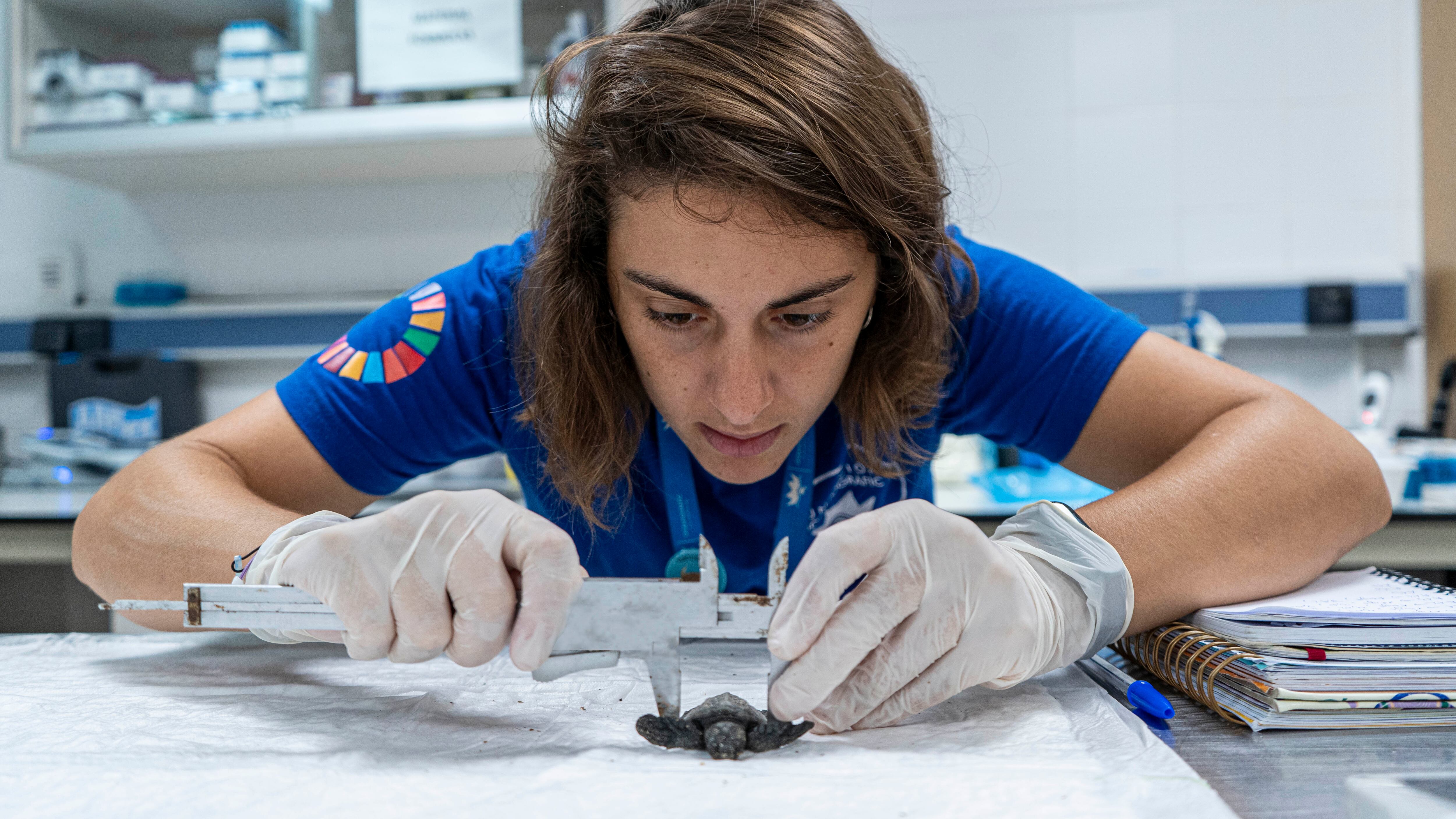 La veterinaria Mariana mide una de las tortugas neonatas del nido de Dénia. Fuente: Oceanogràfic