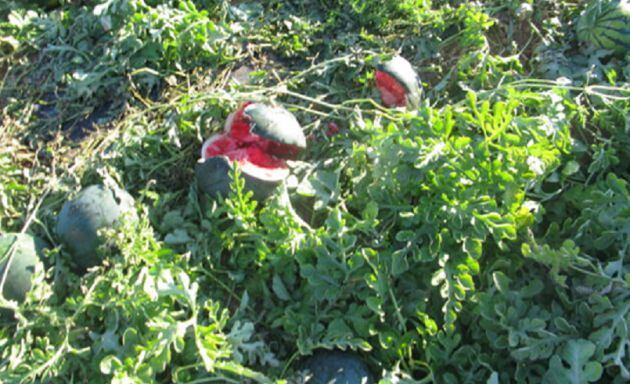 Explotación agrícola donde se aprecia el daño ocasionado a las sandías