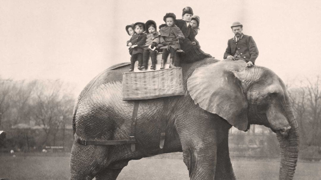 Jumbo fue una de las principales atracciones del zoológico de Londres.