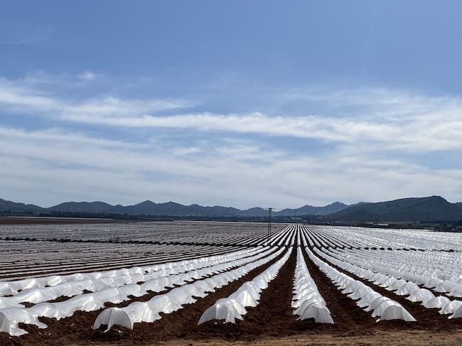 Pacto por el Mar Menor denuncia la saturación de residuos agrícolas en la cubeta sur