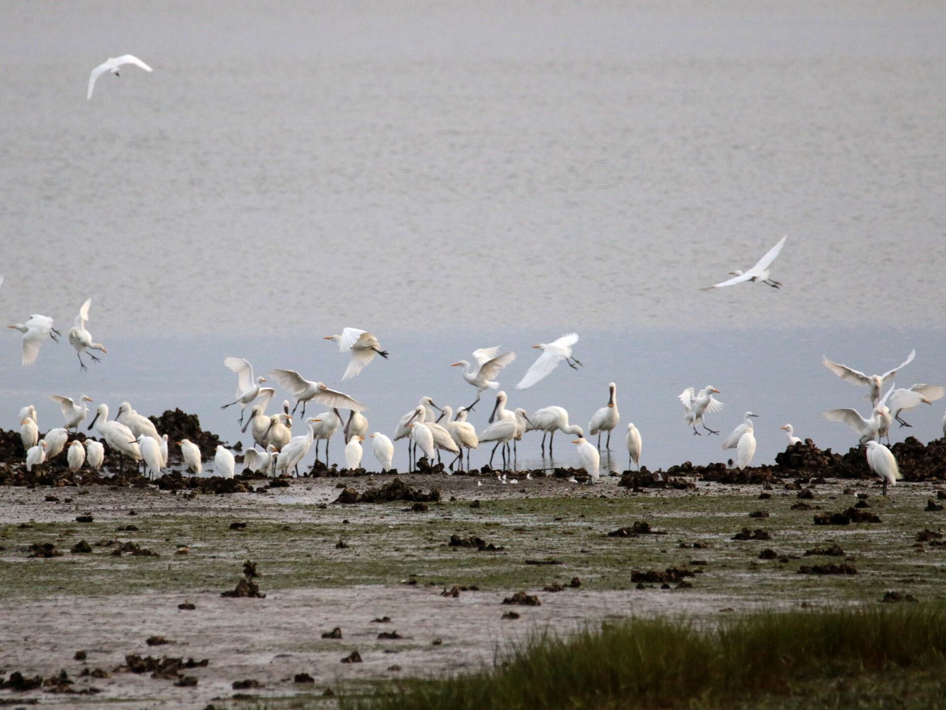 Aves echando a volar en la bahía | Fuente: Eguzki