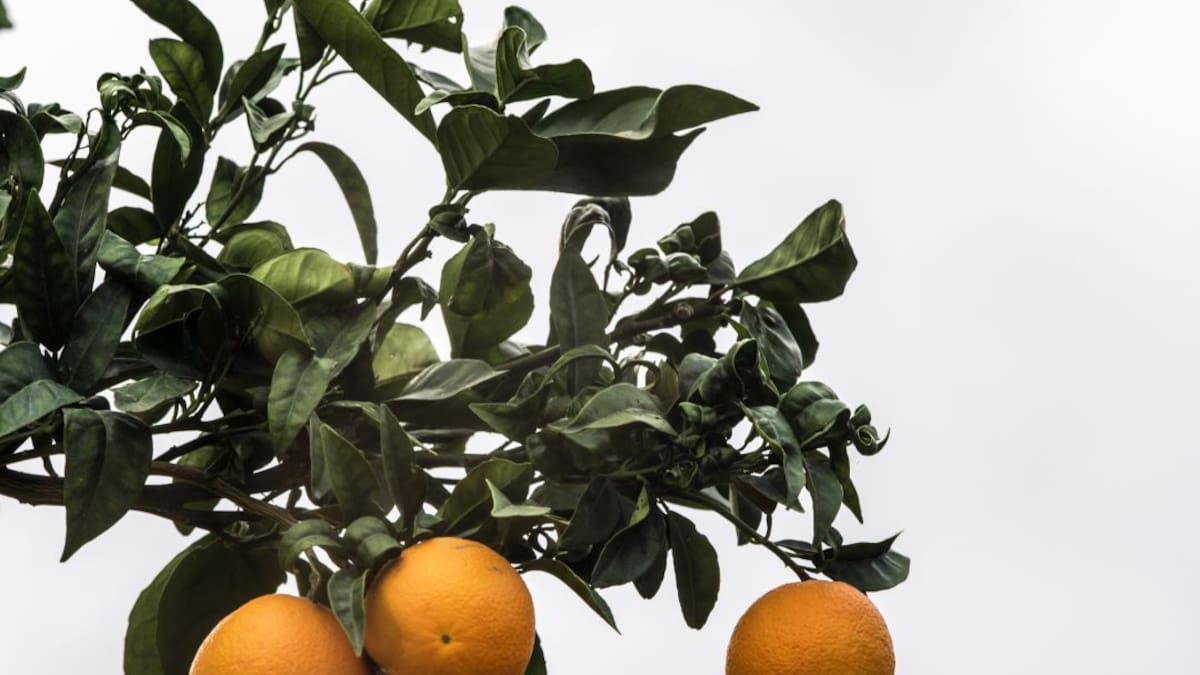 La llavor (07/11/2020)