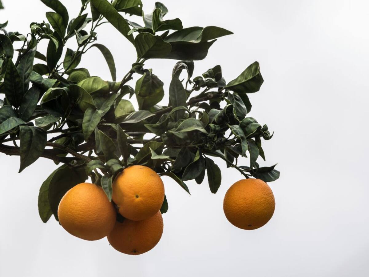 El nou president d'Intercitrus reclama unitat en el si de la conselleria