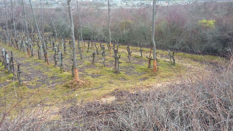 Imagen de finca afectada por ataque de conejos en Narayola