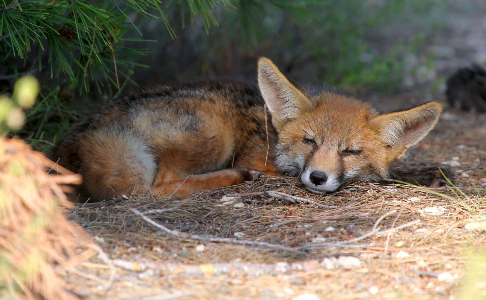 Un zorro descansa junto al río Vinalopó a su paso por Elda