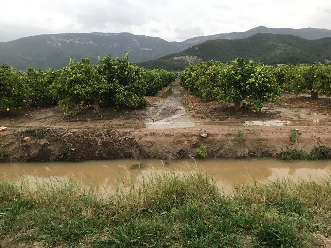 Campos de naranjas en Tavernes de la Valldigna 