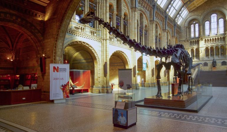 Réplica del esqueleto del Diplodocus en el Salón Central del Museo de Historia Natural de Londres.