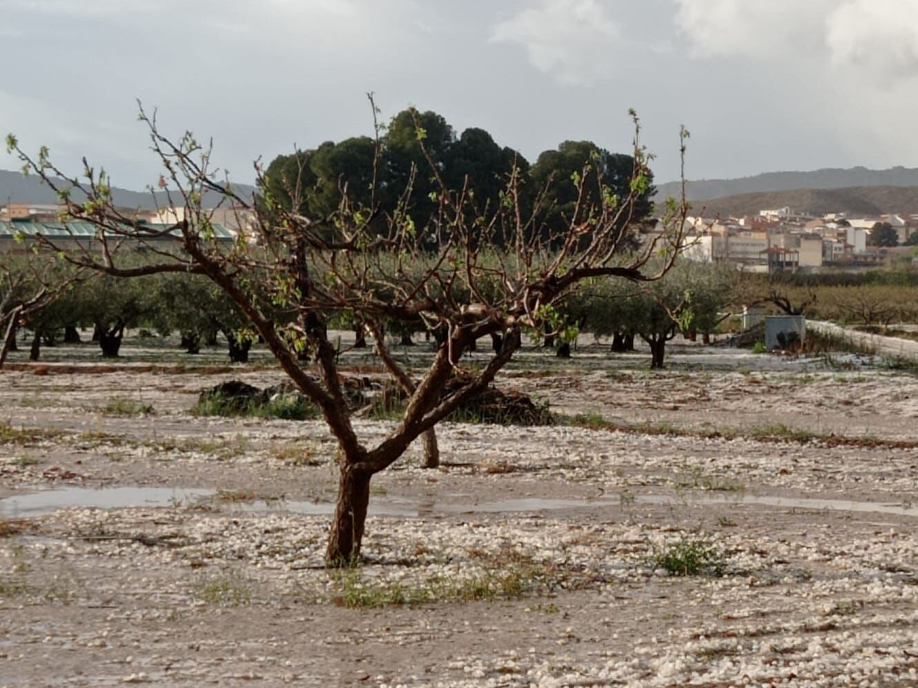 Cultivos de Tobarra (Albacete) dañados por el granizo