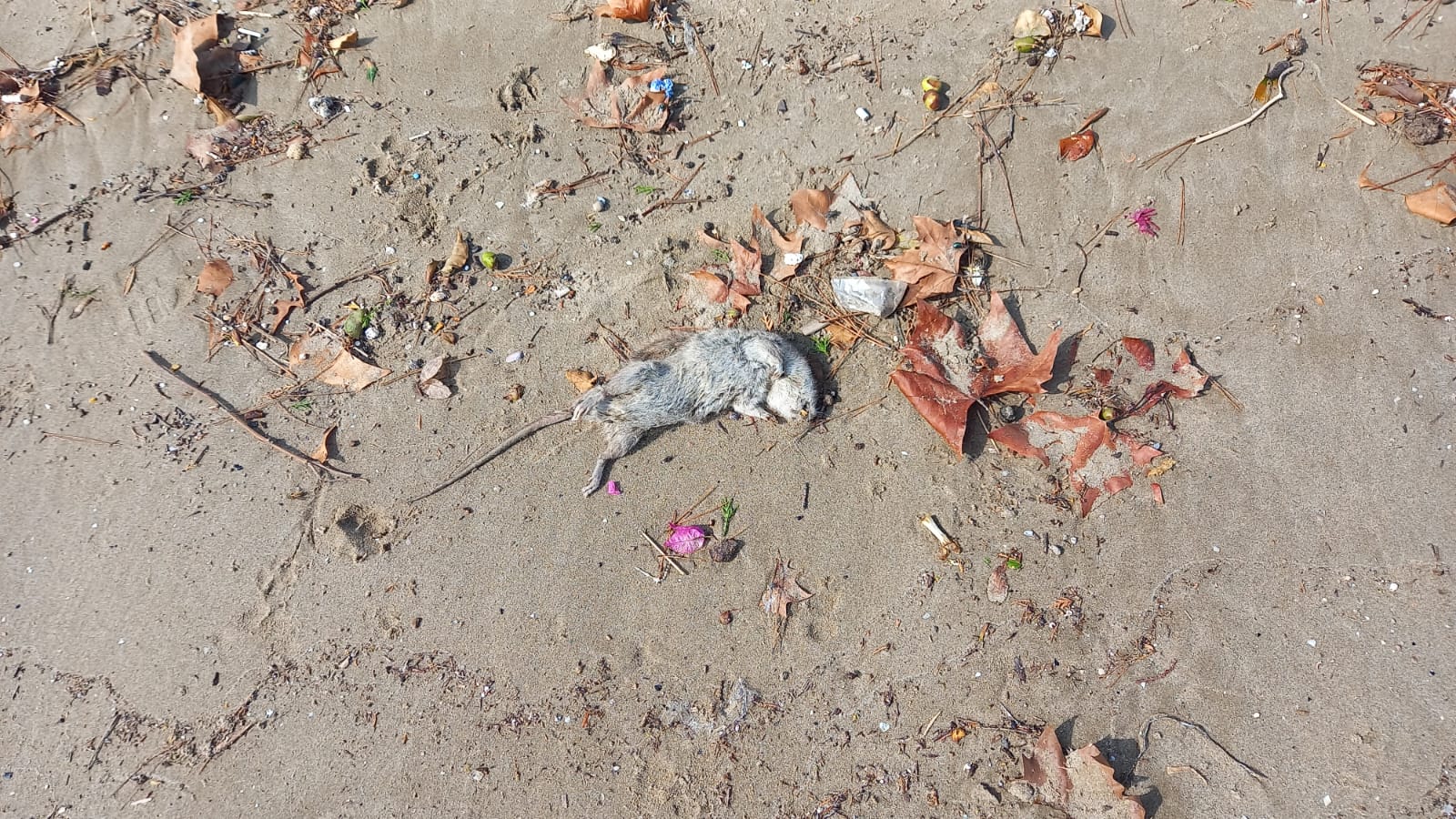 Ratas muertas en la playa de la Almadrava de Benicàssim