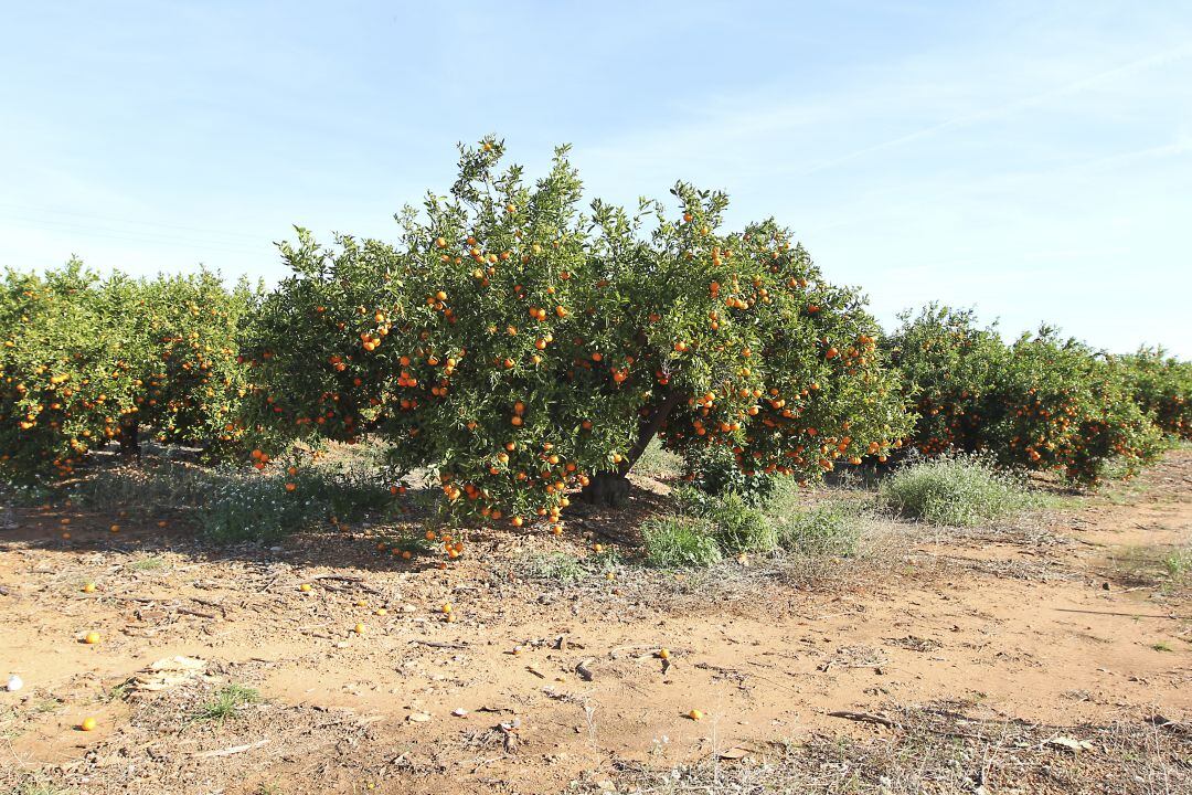 Imagen de un huerto de Castellón