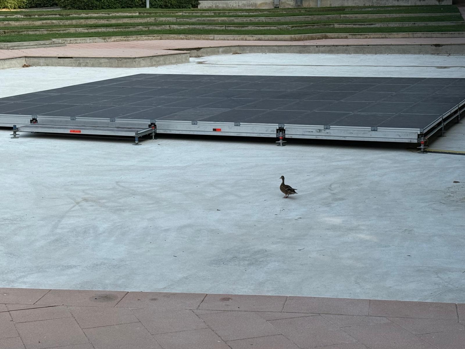 Estanque vacío con el escenario y la pata mirando...